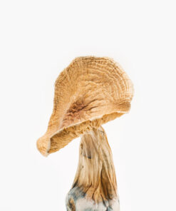 Buy African Kobe Magic Mushrooms Online