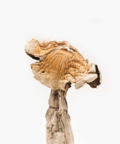 Buy Amazonian Magic Mushroom Online