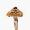 Buy B+ Magic Mushrooms For Sale