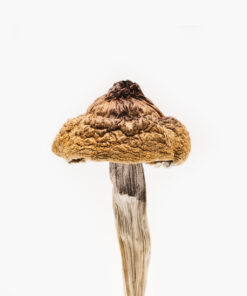 Buy B+ Magic Mushrooms For Sale