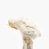 Avery’s Albino mushroom for sale in Los Angeles