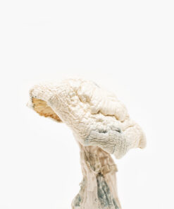 Avery’s Albino mushroom for sale in Los Angeles