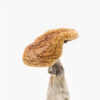 Buy Golden Teachers Magic Mushrooms Online