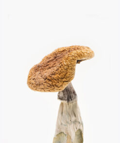 Buy Golden Teachers Magic Mushrooms Online