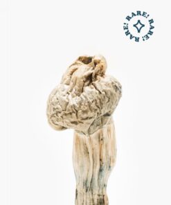Jedi mind fuck mushrooms for sale Online