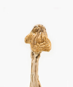 Tri-colour Ecuadorian magic mushroom