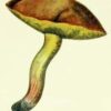 Buy Suillus Granulatus Mushroom