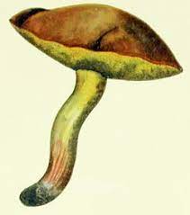 Buy Suillus Granulatus Mushroom