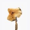 Texas Yellow Caps Mushroom For Sale