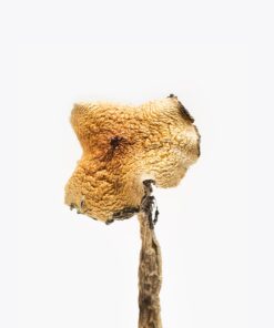 Texas Yellow Caps Mushroom For Sale