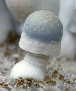 Albino Penis Envy
