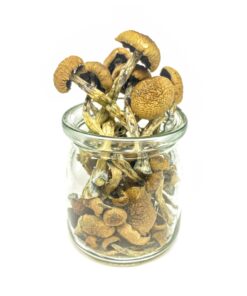 Buy Penis Envy Magic Mushrooms Canada