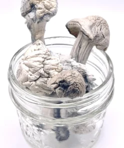Albino Penis Envy (APE) Magic Mushrooms
