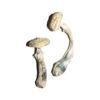 Buy Albino Avery Mushrooms For Sale Online