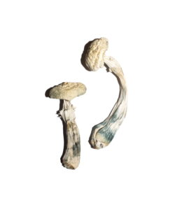 Buy Albino Avery Mushrooms For Sale Online