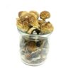 BUY MAGIC BLUE MEANIES PSILOCYBIN MUSHROOM