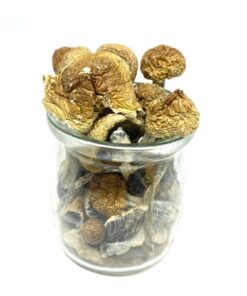 BUY MAGIC BLUE MEANIES PSILOCYBIN MUSHROOM