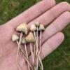 BUY LIBERTY CAP - LIBERTY CAPS MAGIC MUSHROOM