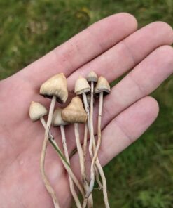 BUY LIBERTY CAP - LIBERTY CAPS MAGIC MUSHROOM