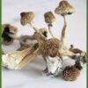 Buy Creeper Magic Mushroom For Sale Canada