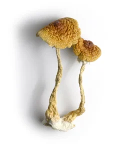 Buy Brazilian Magic Mushrooms