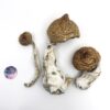Buy Lizard King Mushrooms - Lizard King Psilocybe Cubensis