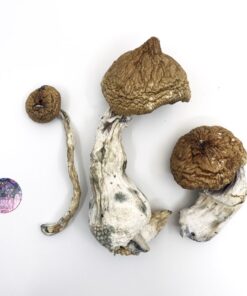 Buy Lizard King Mushrooms - Lizard King Psilocybe Cubensis